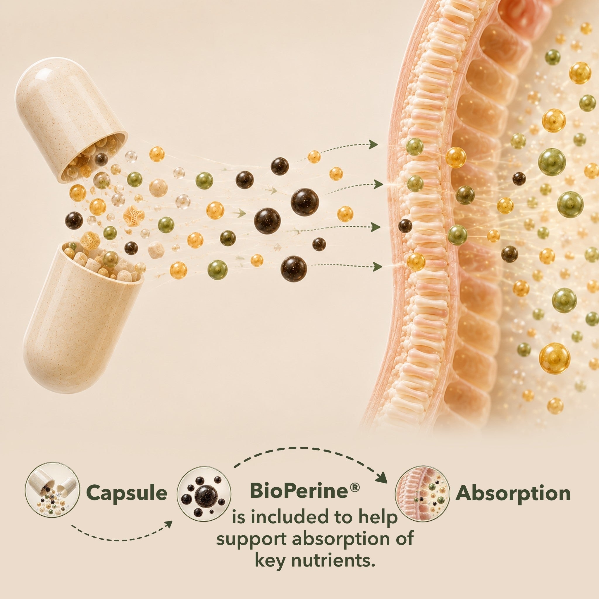 BioPerine® is included to help support absorption of key nutrients